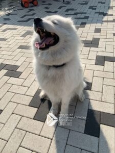 собака на тротуарной плитке